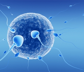 子宫腔内冻胚竟在干这事！移植第3、第4天状态有差别
